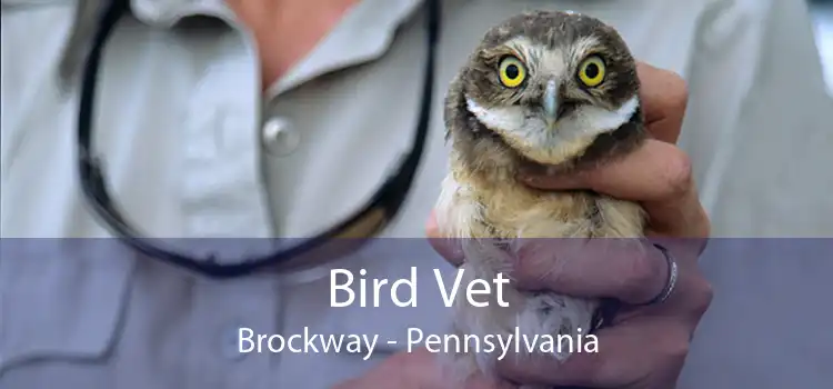Bird Vet Brockway - Pennsylvania