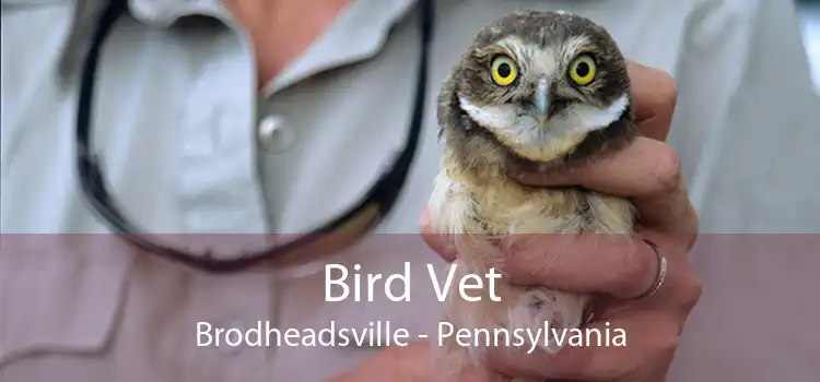 Bird Vet Brodheadsville - Pennsylvania