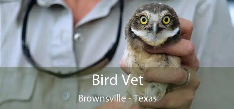Bird Vet Brownsville - Texas
