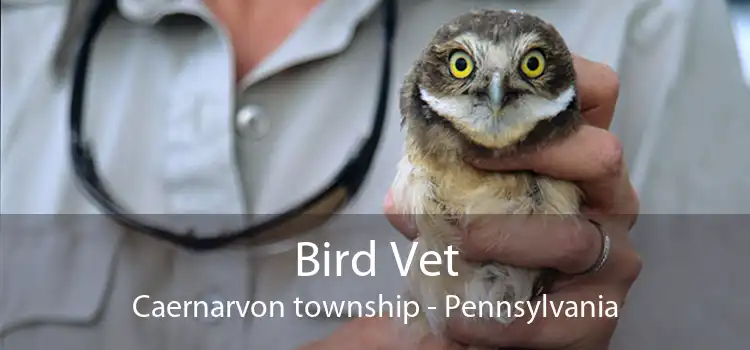 Bird Vet Caernarvon township - Pennsylvania