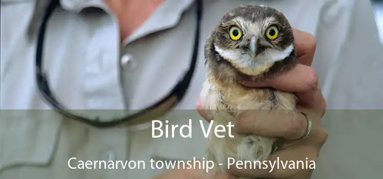 Bird Vet Caernarvon township - Pennsylvania