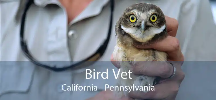 Bird Vet California - Pennsylvania