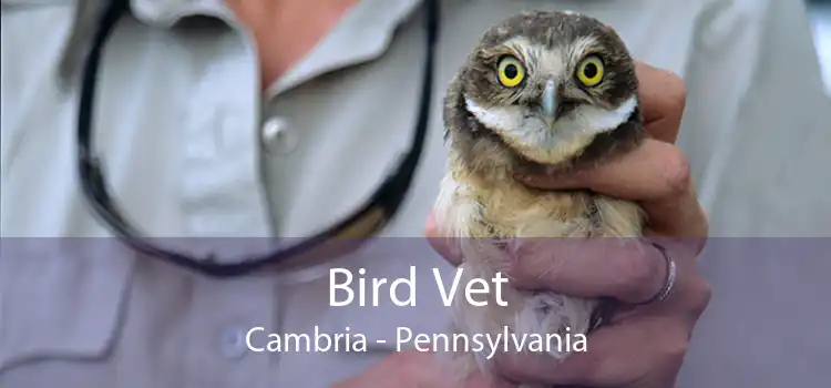 Bird Vet Cambria - Pennsylvania