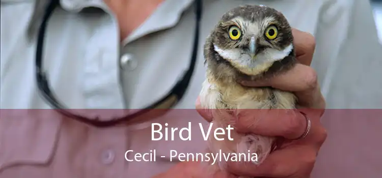 Bird Vet Cecil - Pennsylvania