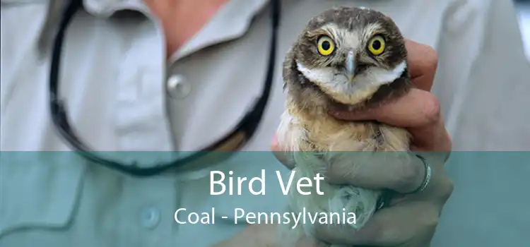 Bird Vet Coal - Pennsylvania