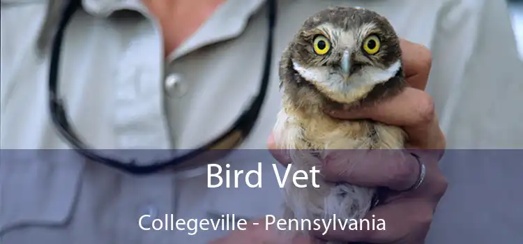 Bird Vet Collegeville - Pennsylvania