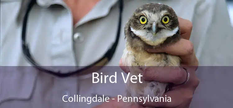 Bird Vet Collingdale - Pennsylvania