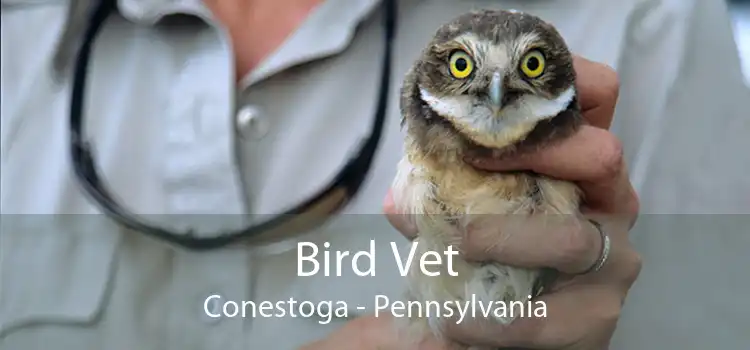 Bird Vet Conestoga - Pennsylvania