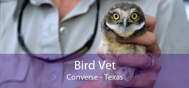 Bird Vet Converse - Texas