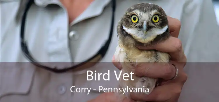 Bird Vet Corry - Pennsylvania
