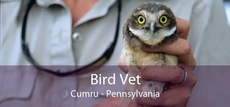 Bird Vet Cumru - Pennsylvania