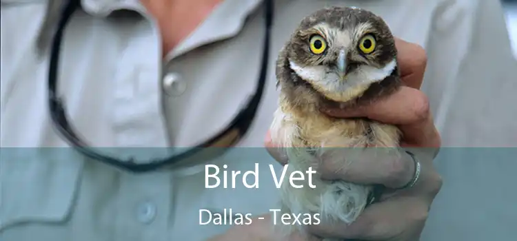Bird Vet Dallas - Texas