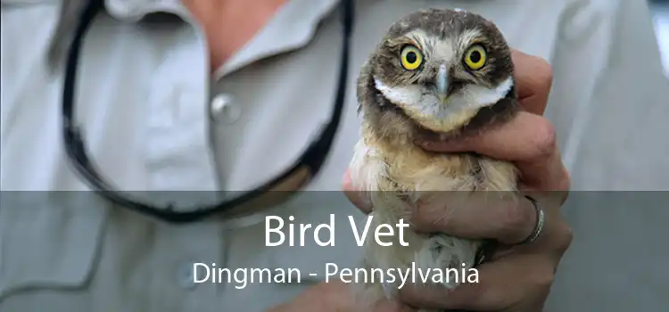 Bird Vet Dingman - Pennsylvania