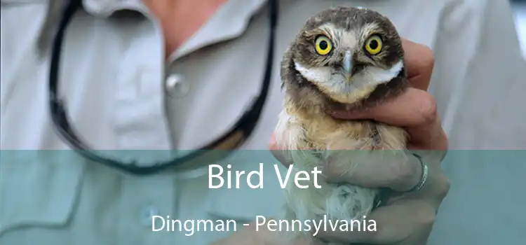 Bird Vet Dingman - Pennsylvania