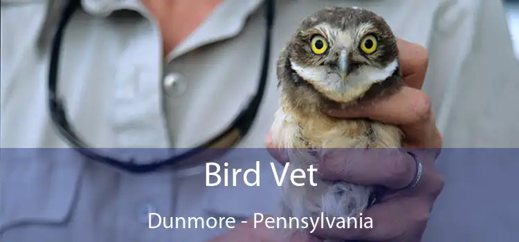 Bird Vet Dunmore - Pennsylvania