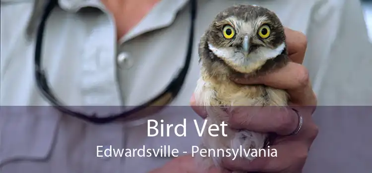Bird Vet Edwardsville - Pennsylvania