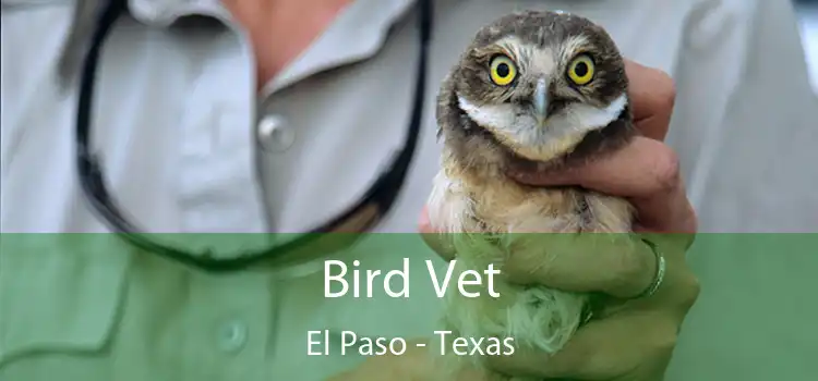 Bird Vet El Paso - Texas