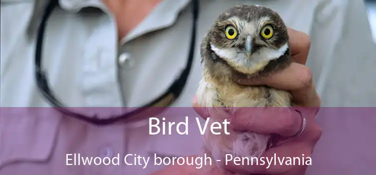 Bird Vet Ellwood City borough - Pennsylvania