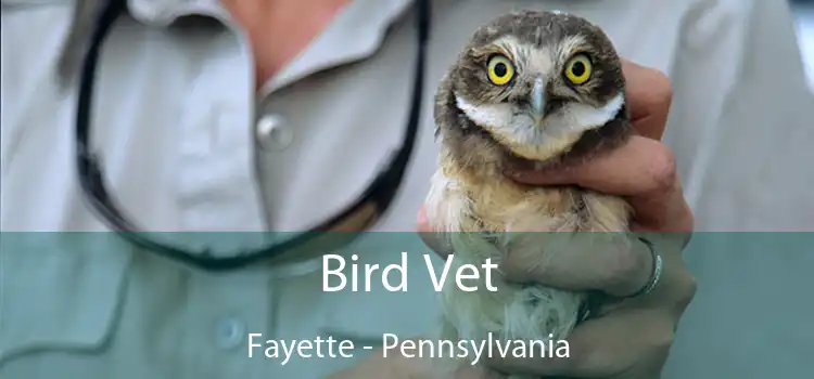 Bird Vet Fayette - Pennsylvania