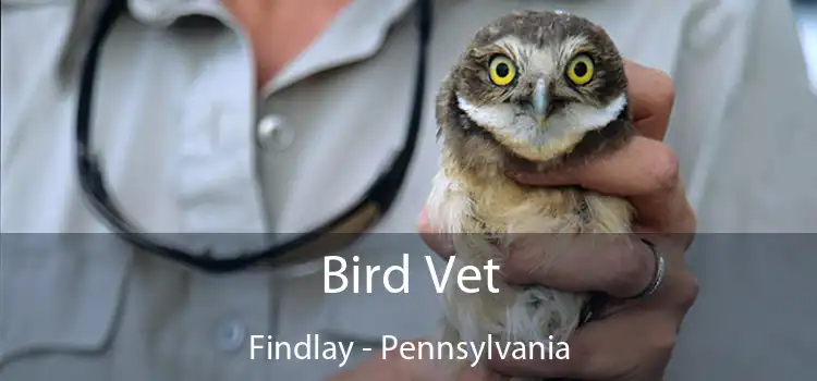 Bird Vet Findlay - Pennsylvania