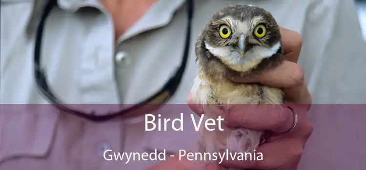 Bird Vet Gwynedd - Pennsylvania