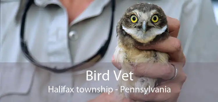 Bird Vet Halifax township - Pennsylvania