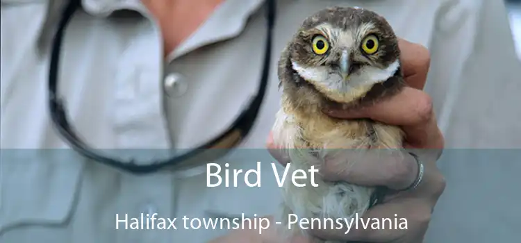Bird Vet Halifax township - Pennsylvania