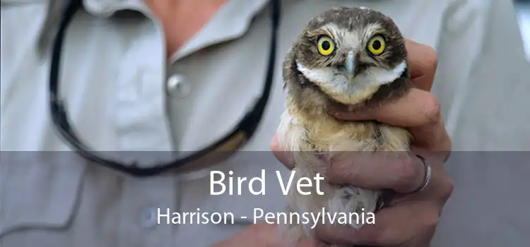 Bird Vet Harrison - Pennsylvania