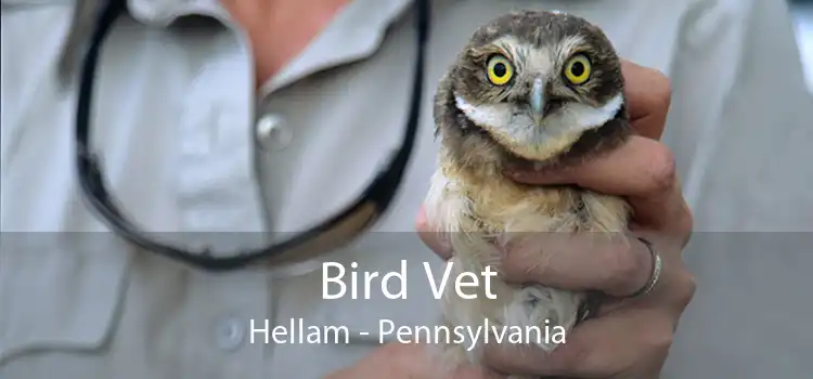 Bird Vet Hellam - Pennsylvania