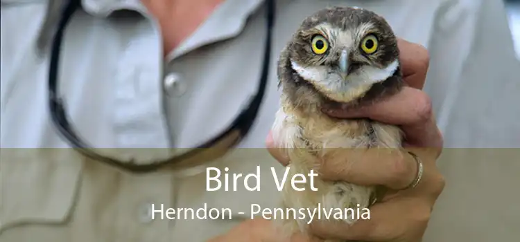 Bird Vet Herndon - Pennsylvania