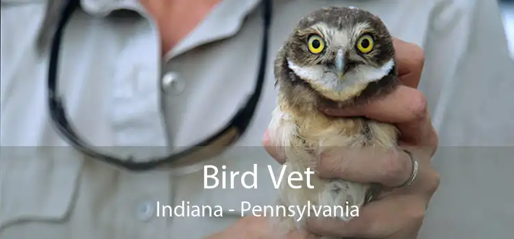 Bird Vet Indiana - Pennsylvania