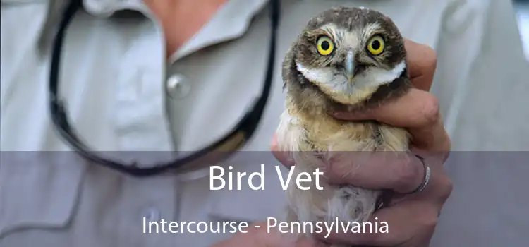 Bird Vet Intercourse - Pennsylvania
