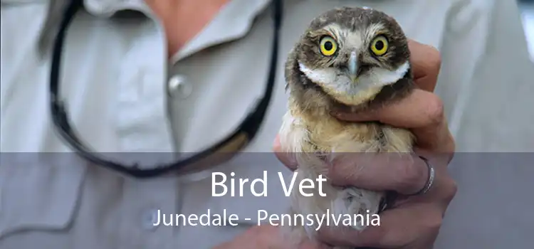 Bird Vet Junedale - Pennsylvania