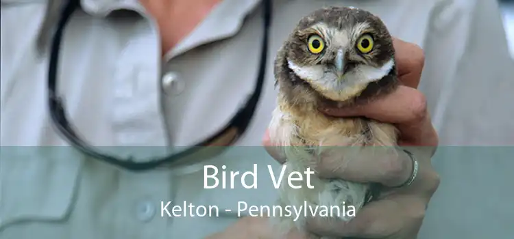 Bird Vet Kelton - Pennsylvania