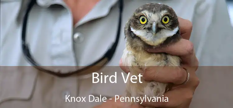 Bird Vet Knox Dale - Pennsylvania