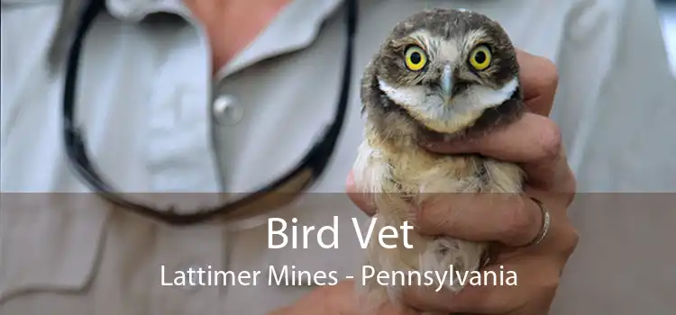 Bird Vet Lattimer Mines - Pennsylvania