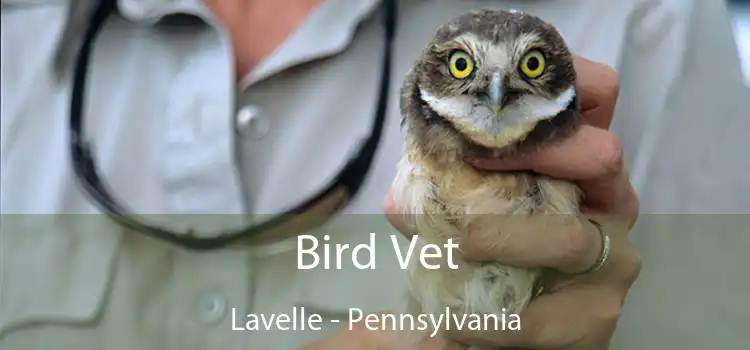 Bird Vet Lavelle - Pennsylvania