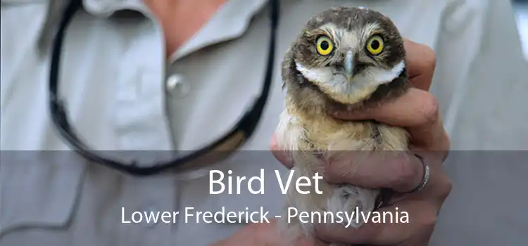 Bird Vet Lower Frederick - Pennsylvania