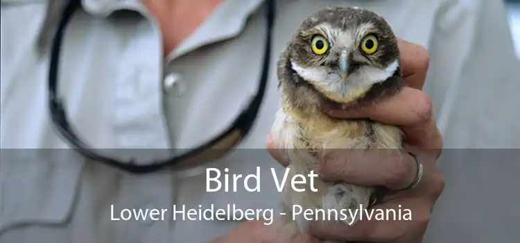 Bird Vet Lower Heidelberg - Pennsylvania
