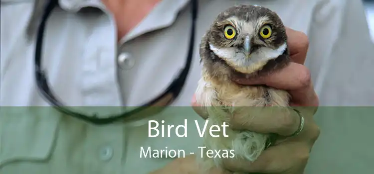 Bird Vet Marion - Texas