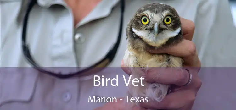 Bird Vet Marion - Texas