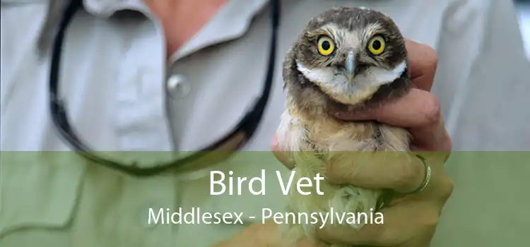 Bird Vet Middlesex - Pennsylvania