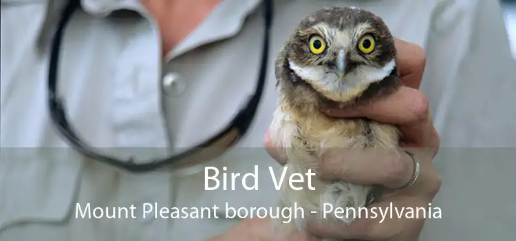 Bird Vet Mount Pleasant borough - Pennsylvania
