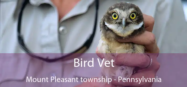 Bird Vet Mount Pleasant township - Pennsylvania