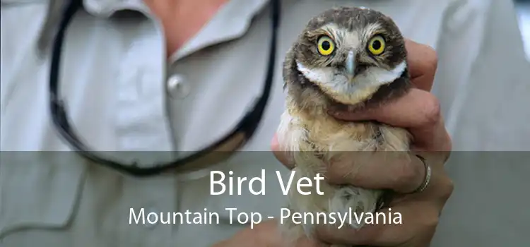 Bird Vet Mountain Top - Pennsylvania
