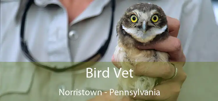 Bird Vet Norristown - Pennsylvania