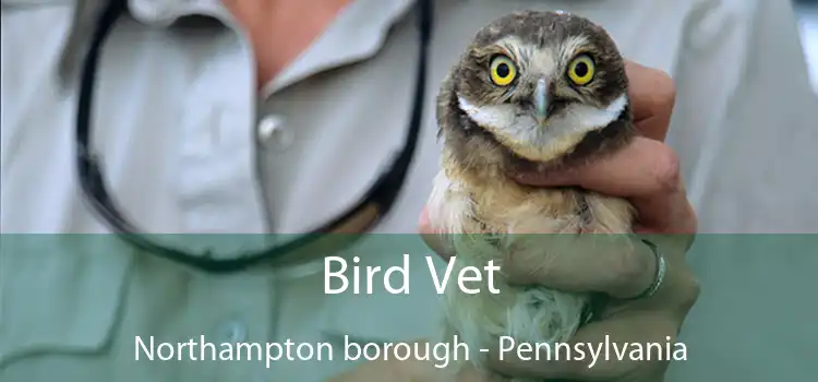 Bird Vet Northampton borough - Pennsylvania