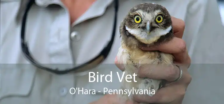 Bird Vet O'Hara - Pennsylvania
