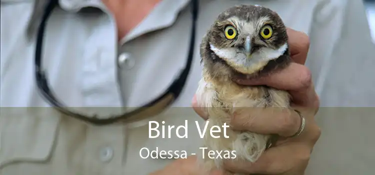 Bird Vet Odessa - Texas