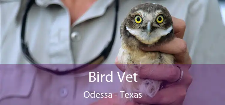 Bird Vet Odessa - Texas